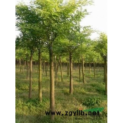 银杏 苗银杏树价格 银杏树市场行情