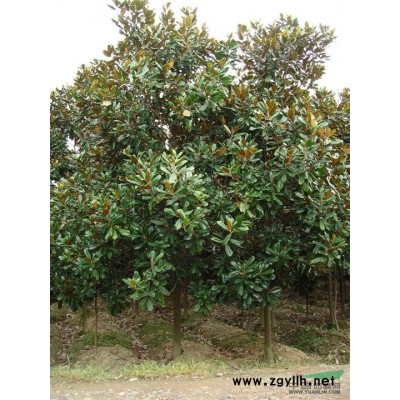 江苏银杏*新报价/银杏图片