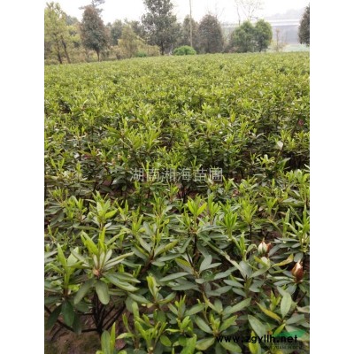 桂花树、红叶石楠树、香樟。