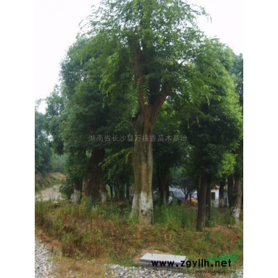 直径15-80公分的银杏树 湖南银杏树 银杏价格 精品银杏树 大银杏