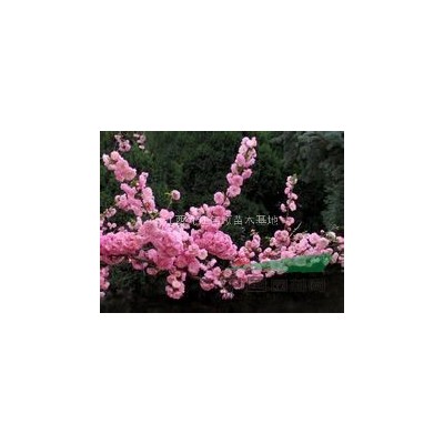 江西九江地区供应广玉兰