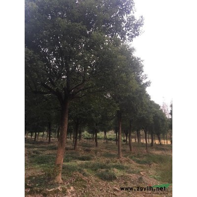 浙江香樟基地可供规格12-30香樟  全冠 移植 骨架