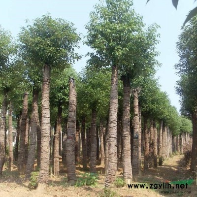 桂花 香樟 广玉兰