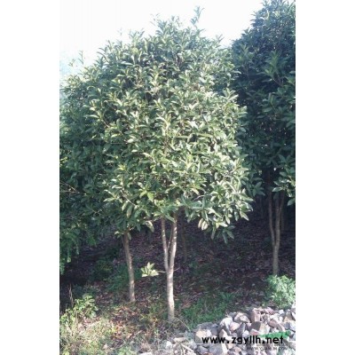 大量供应8公分以上香樟