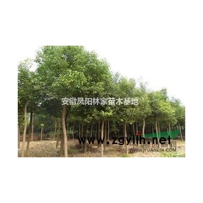 安徽香樟价格怎么样？10公分精品香樟价格多少钱？