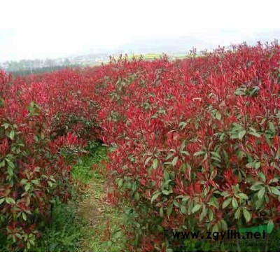 各种规格香樟出售