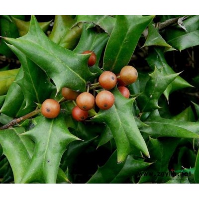 香樟1行情报价\香樟1图片展示