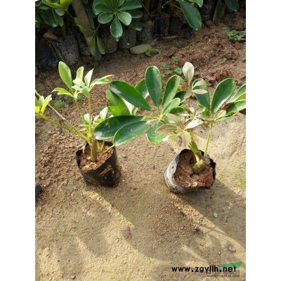 福建香樟，供应12～25公分全冠香樟