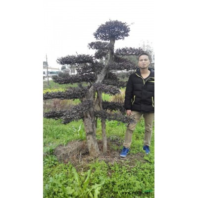 香樟图片\香樟报价