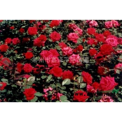 自产金森女贞 夹竹桃 广玉兰 垂柳草坪