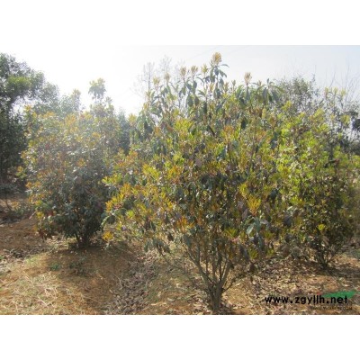 合肥供应广玉兰