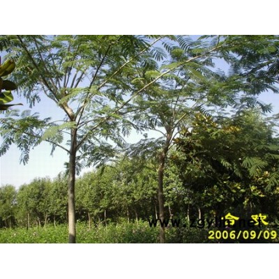 白玉兰、紫玉兰、黄玉兰、广玉兰