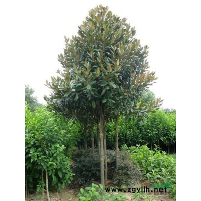 红叶小檗雪松杜仲广玉兰红叶石楠的供应信息