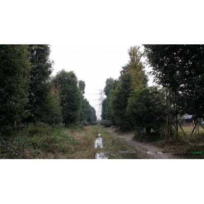 丛生香樟、樱花、蓝花楹、幸福树出售