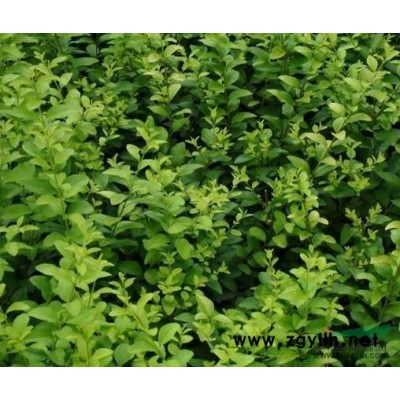 长沙广玉兰种植 浏阳广玉兰基地 校园广玉兰 湘潭广玉兰苗