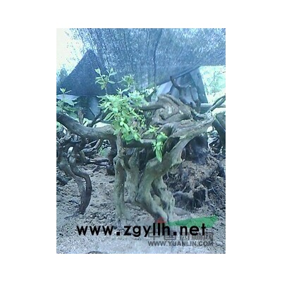 红叶李，桂花，广玉兰，大叶女贞，红叶 石楠，红花继木，香樟，