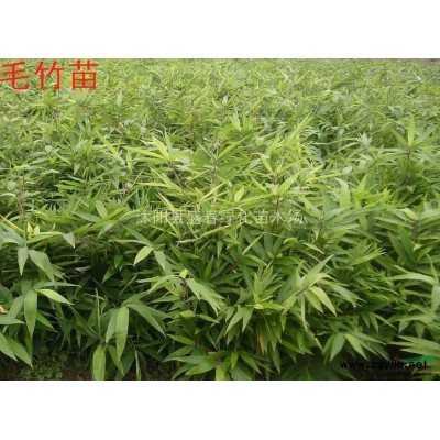 供应银杏小苗 白果树苗 一 二年生银杏小苗专供绿化工程苗木