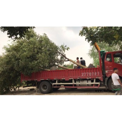 大量供应30公分到200公分丛生香樟