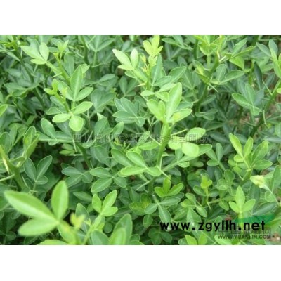 香橙种子 四川香樟种子 资阳香橙种子