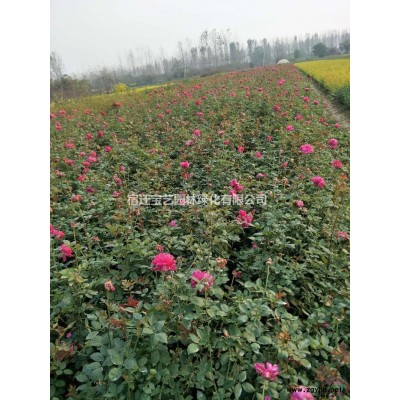 江苏常年供应规格8公分~18公分香樟树图3