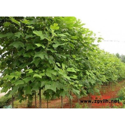 江苏常年供应规格8公分~18公分香樟树