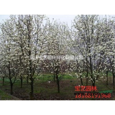 江苏常年供应规格8公分~18公分香樟树图2