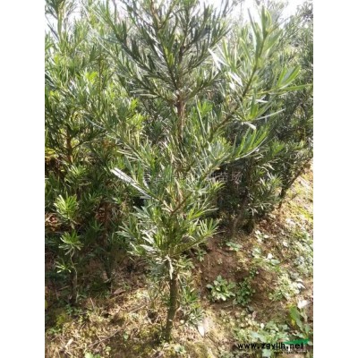 广玉兰*新价格/广玉兰报价