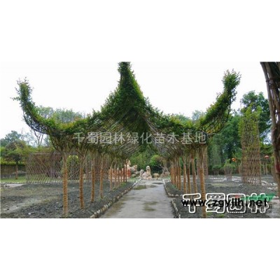 15公分熟货香樟-价格800元-货源地成都