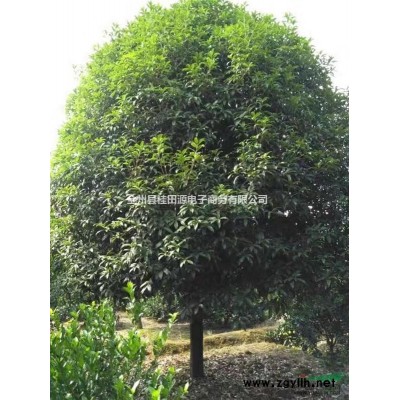 供应桂花树，银杏树、精品树，一般树形，垃圾占地树