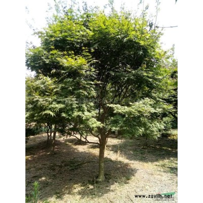 浙江广玉兰价格广玉兰走势12-20公分广玉兰