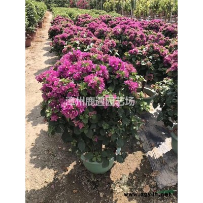 香樟基地10-15-18-25价格 香樟基地报价哪里便宜