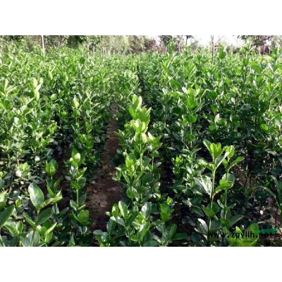 广玉兰价格广玉兰小苗