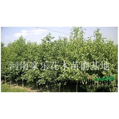 供应广玉兰、黄山栾树