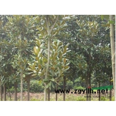 银杏种子图片\银杏种子报价