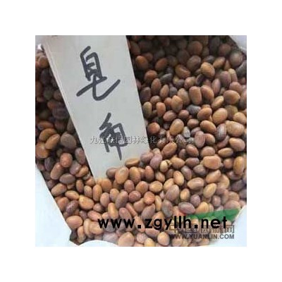 银杏种子报价/江西银杏种子报价