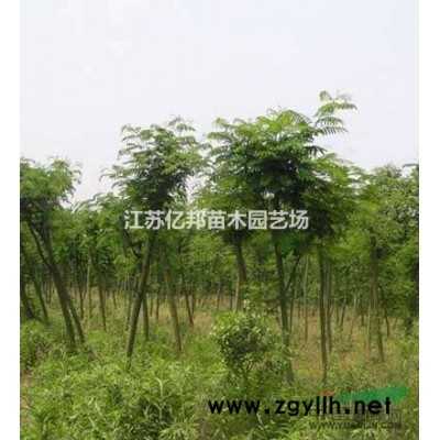 供应 银杏，白果，公孙树，鸭脚树，蒲扇