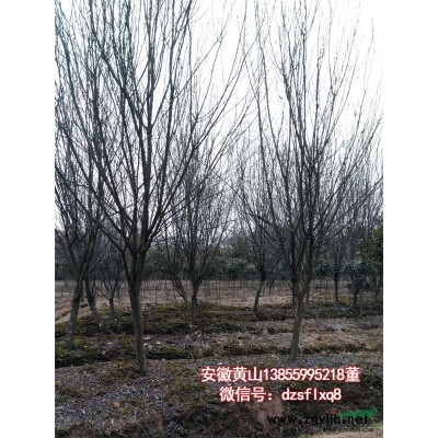 银杏 白果树（胸8-18cm）安徽黄山