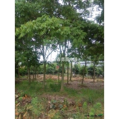 浙江长兴 大量供应香樟 12-40公分  香樟基地 樟树
