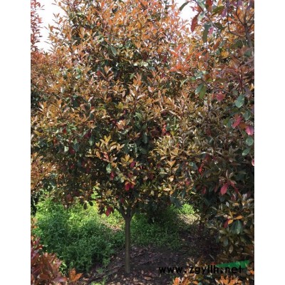 苗圃出售银杏树高度1.5-2米