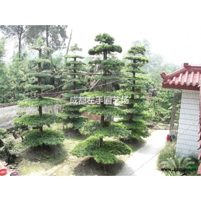 工程绿化苗木罗汉松、银杏、金弹子、紫薇及其造型树桩盆景