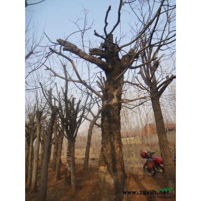 大梨树、柿树、杏树、山楂树、板栗树、银杏树、枣树、榆树、国槐