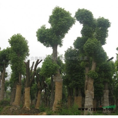 小广玉兰供应/小广玉兰图片