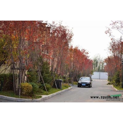 银杏1 *新价格/银杏1 报价