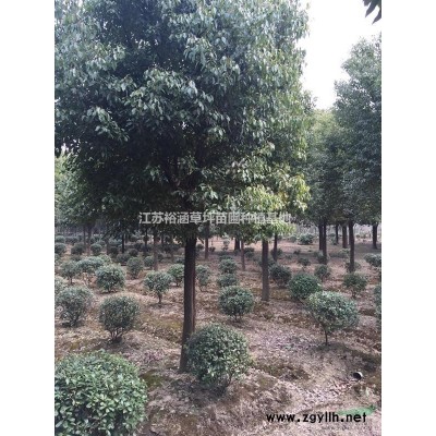 供应香樟20到50公分
