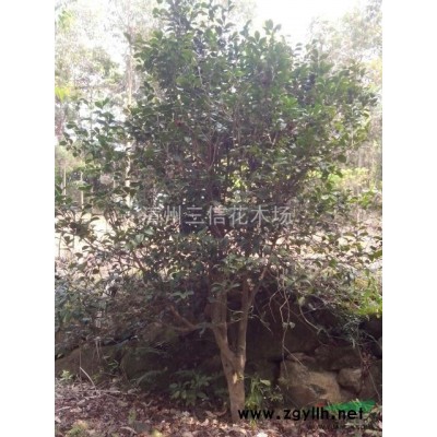 福州苗圃供应移植天竺桂，杜英，蓝花楹，火力楠，广玉兰，四季桂