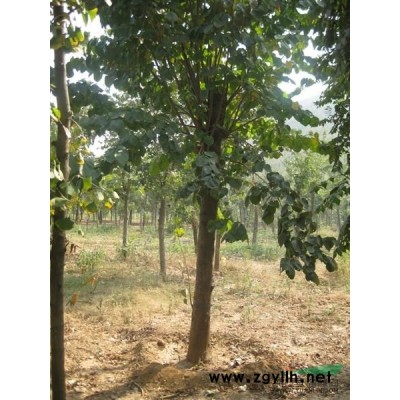 供应银杏/供应河南银杏/特价供应银杏