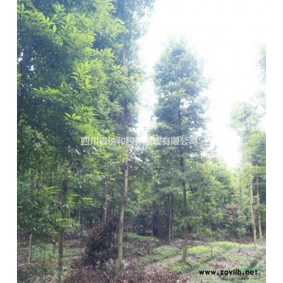 2019成都香樟树12--40公分 自产自销