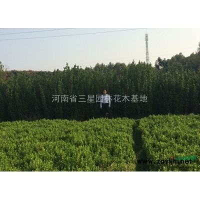 50公分银杏精品