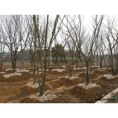 长兴广玉兰，精品广玉兰，浙江广玉兰基地