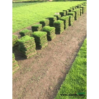 湖南郴州供应红叶石楠，香樟，桂花…